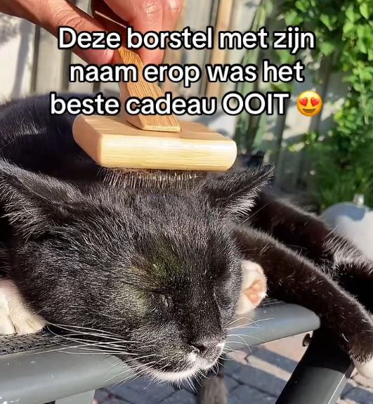 Waarom vachtverzorging meer is dan alleen ‘mooi houden’